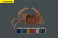 藏品(雙斑蟳)的圖片